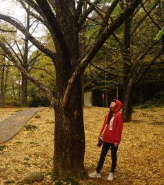 灵川游记图文-扫黄的季节