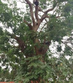 沙田镇游记图文-千年铁树开花了，就在合浦县沙田镇，难得一见啊！