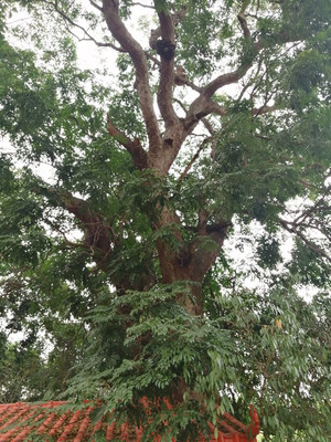 千年铁树开花了，就在合浦县沙田镇，难得一见啊！