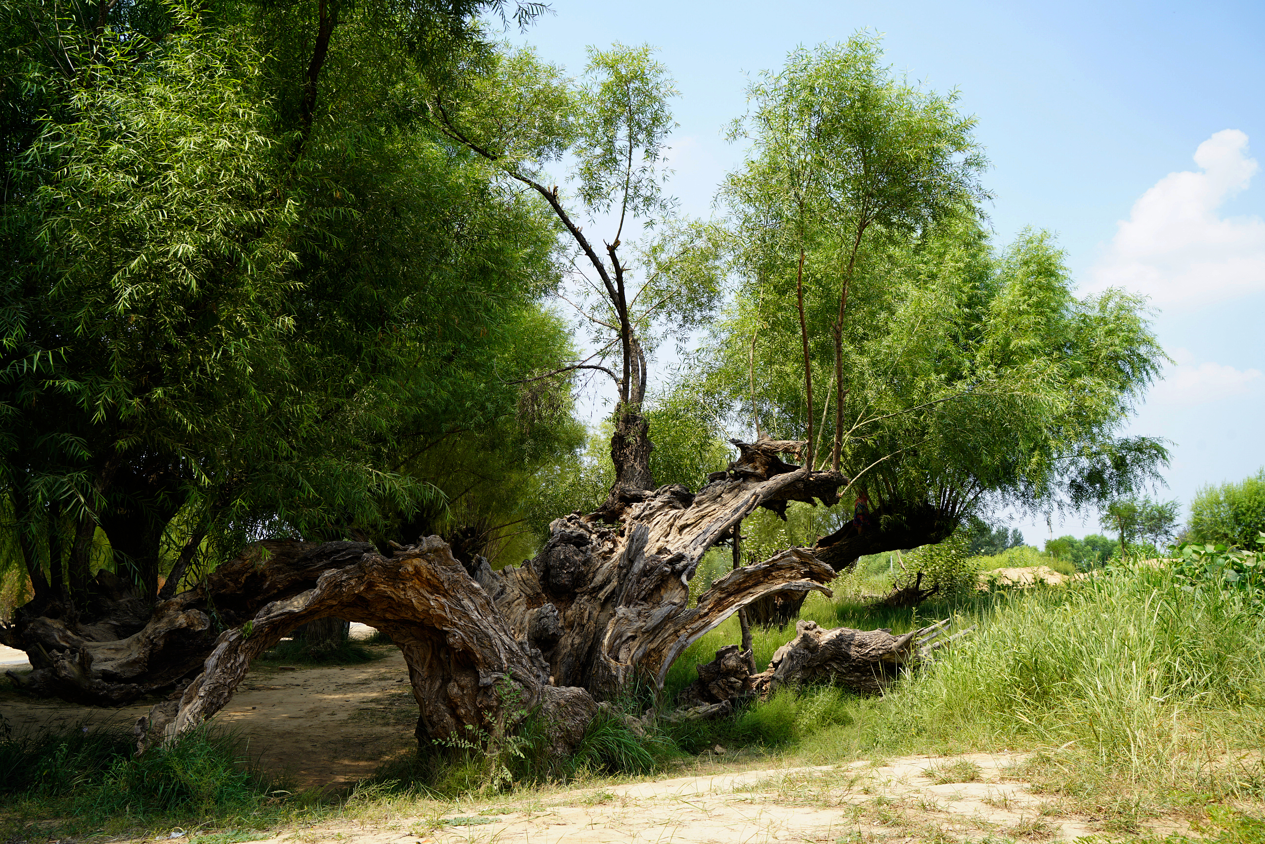 2-Day Jingbian County Tour: Maowusu Desert's grandeur, Tongwancheng's historical allure