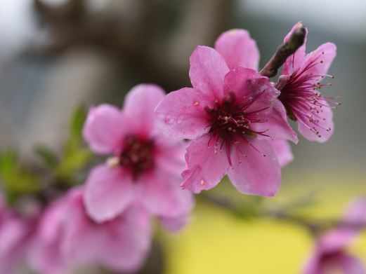 松林桃花山