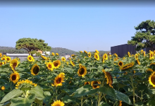 Korea Flower Park景点图片