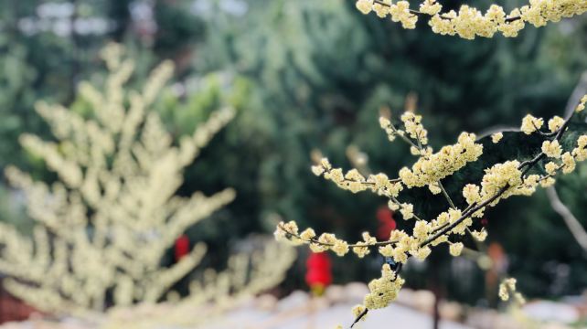 福安兰谷温泉度假村