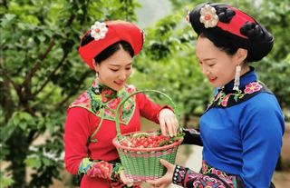 汶川甜蜜IP引领，点燃农文商旅融合发展“新引擎”