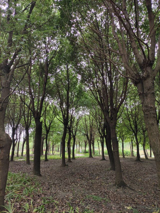 横沔公园旅行图片 2