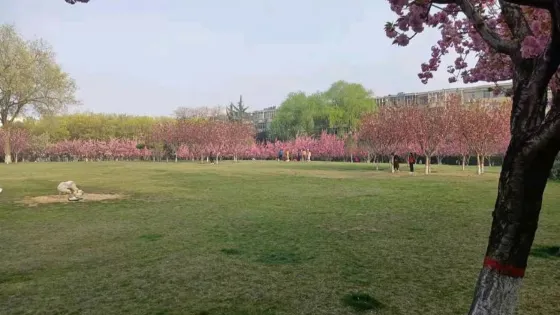 櫻花園