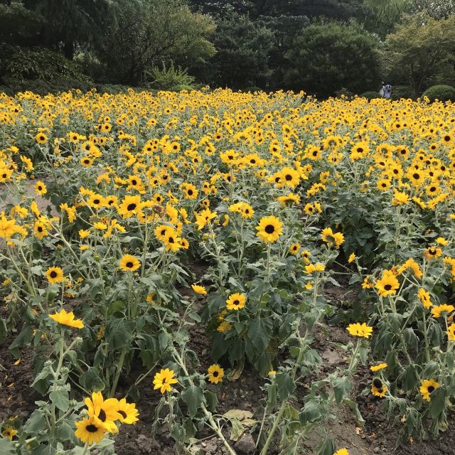 莘庄公园旅行图片 3