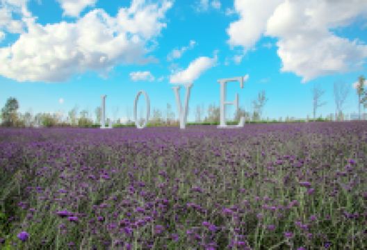 哈尔滨普罗旺斯薰衣草庄园景点图片