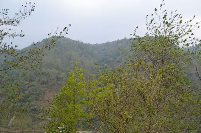 高黎贡山植物园旅行图片 5