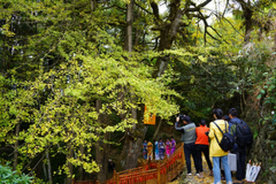 浦城游记图片] 三生有“杏” 相约濠村，2020浦城濠村银杏文化节来啦！
