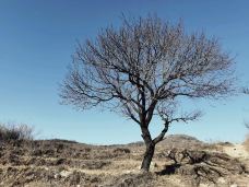 北京鹫峰国家森林公园-北京-红糖泡泡