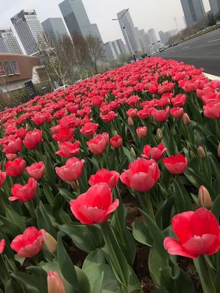 济南经十路这片郁金香盛开 市民纷纷前来打卡拍照