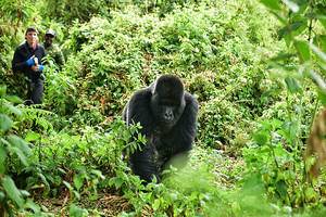 卢旺达游记图文-1500美金看1小时，这辈子最贵的门票