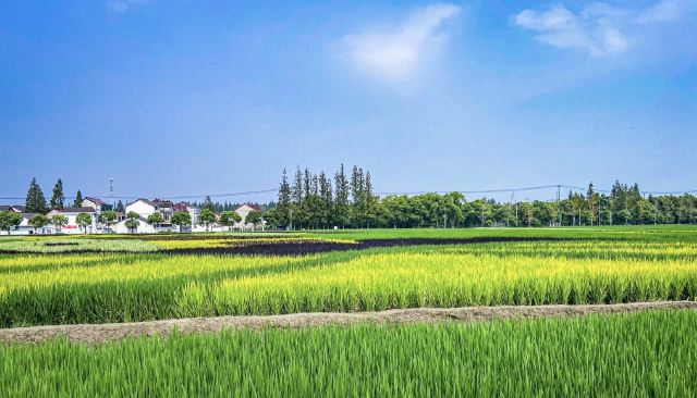 合庆郊野公园旅行图片 3
