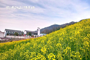 李庙镇游记图文-仲春三月，油菜花开，相邀一起去南漳天池山赏花吧