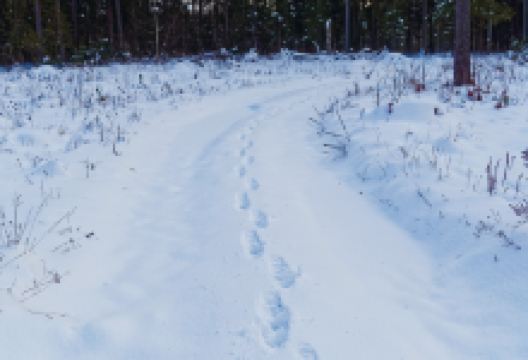 大亮子河国家森林公园景点图片