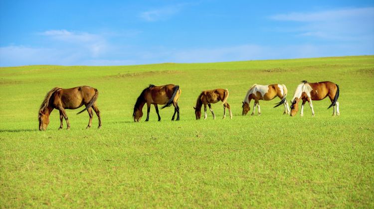 5D4N · Private Tours · 5-Star Hotel Upgrade-Beijing Departure,Xilamuren Grassland Horse Riding & Whistling Dune Bay Unlimited Fun