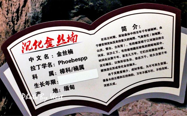杜鹃王古木文化博览园旅行图片 3