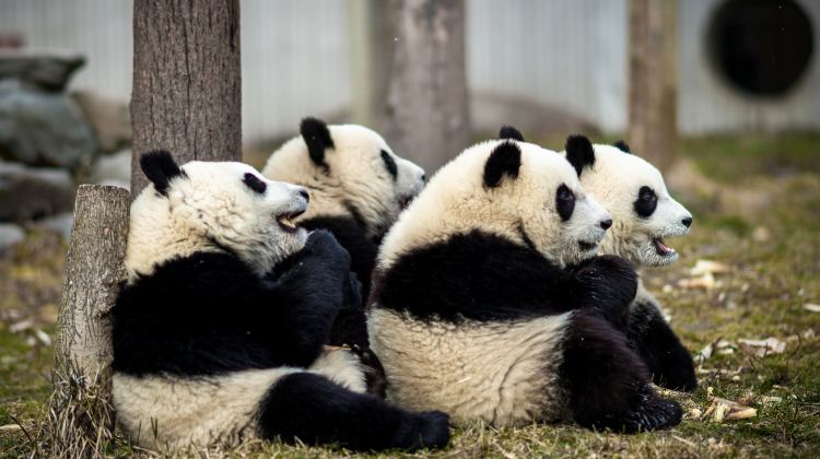 5D4N · Private Tours · Chengdu + Jiuzhaigou + Huanglong + Leshan + Mount Emei