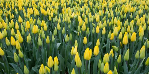 五家渠青格達湖旅遊風景區-鬱金香花園