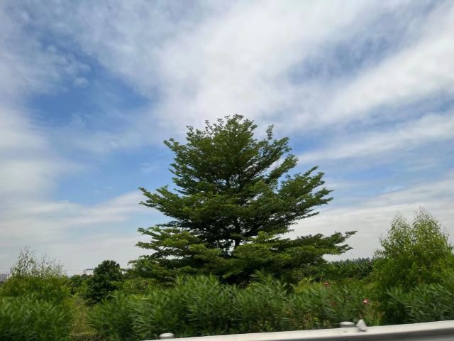 岐江公园旅行图片 2