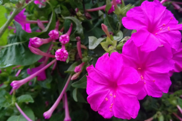 紫茉莉，花如胭脂盛晚夏