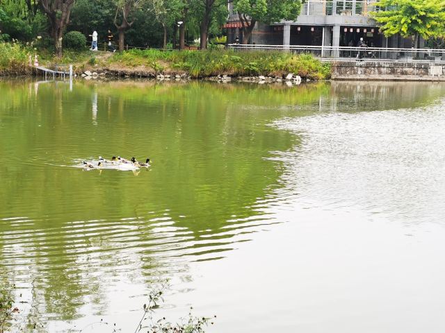金桥公园旅行图片 3