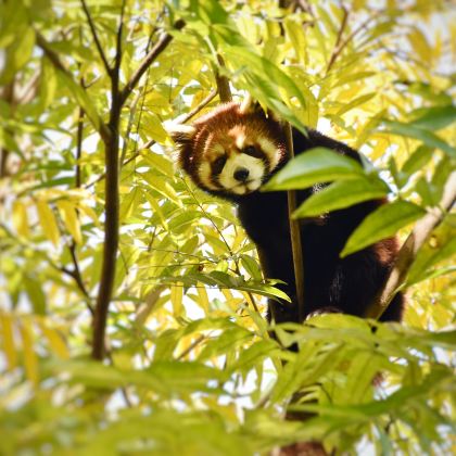 赣州+江南宋城历史文化旅游区+通天岩+五龙客家风情园+赣州森林动物园3日2晚私家团