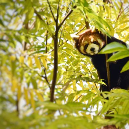 赣州+江南宋城历史文化旅游区+通天岩+五龙客家风情园+赣州森林动物园3日2晚私家团