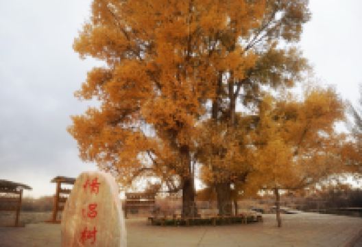 情侣杨景点图片