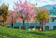 无量山樱花谷景点图片