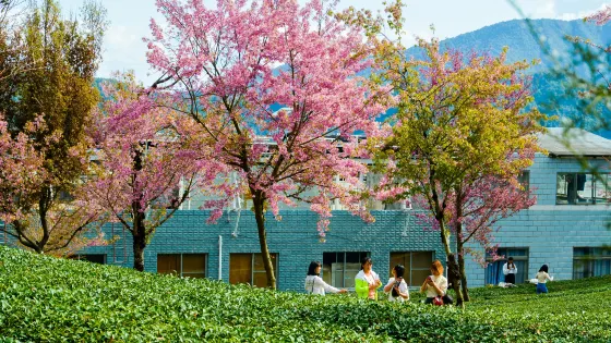 無量山櫻花谷