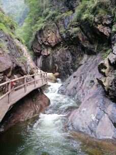 小沟背风景区-济源-大松树叶子