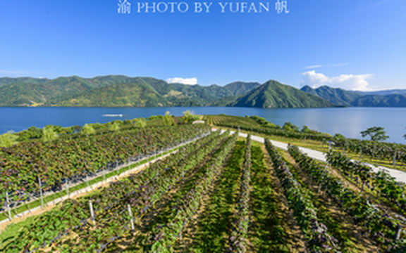 中朝边境的塞外江南,与法国波尔多同纬度,葡萄园美若世外桃源