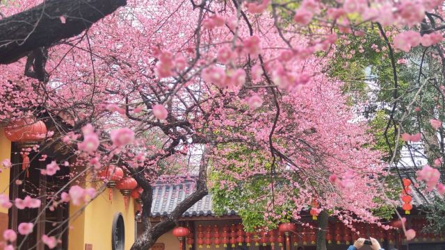 湖州铁佛寺旅行图片 3