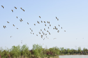湘阴游记图文-听说，亲眼看到孔雀开屏会有好运发生？