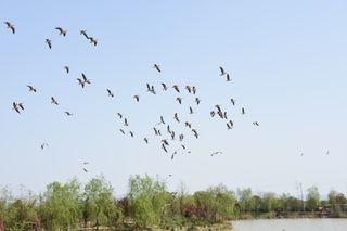 听说,亲眼看到孔雀开屏会有好运发生?