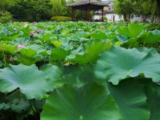 曾园赵园-常熟-秒懂风景