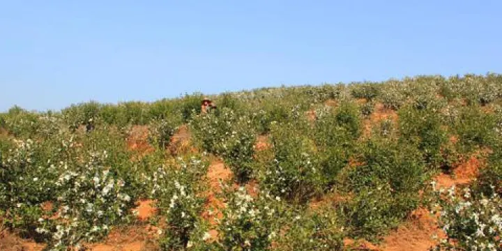 韶關市茶花森林公園