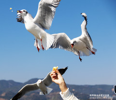 凤庆游记图片] 人与自然和谐发展昆明海鸥#姚青春