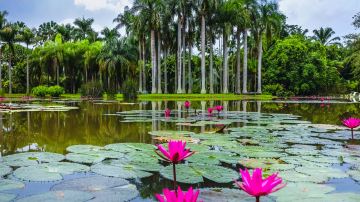 中國科學院西雙版納熱帶植物園-棕櫚園