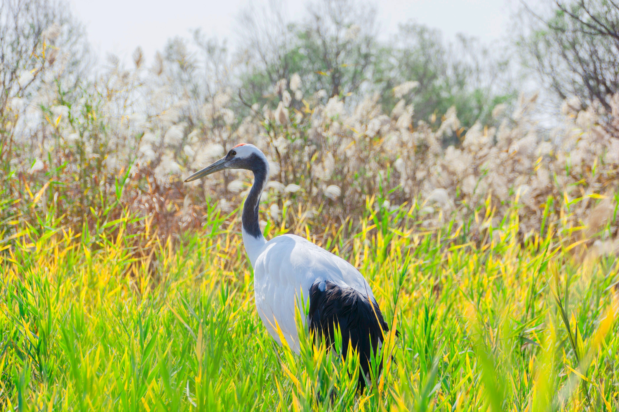 1-Day Dongying Tour: Explore Yellow River Mouth, Wildlife Sanctuary