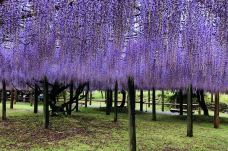 河内藤园-北九州-吴立珍