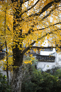 瑞金游记图文-我有一颗游玩的心，更有喜爱旅游的伙伴--赏篁岭晒秋、观三清仙境，让心灵放飞