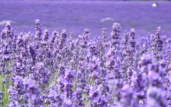 霍城游记图片] 伊犁霍城丨东方普罗旺斯 花期很短 再不来就开始收割了！