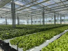 龙井-陆陆噜噜露露