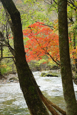 枫叶红了长白山(本溪,关门山)