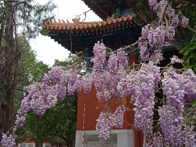 地坛公园旅行图片 5