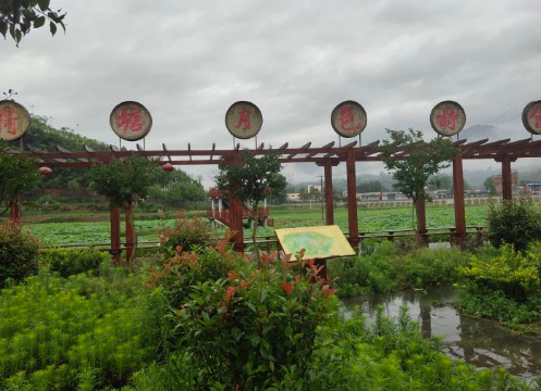 千亩荷塘观赏园