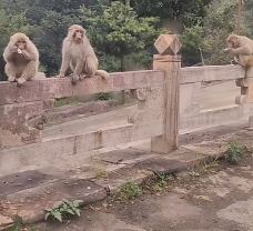 历山猕猴源景区-阳城